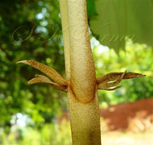  Stipules